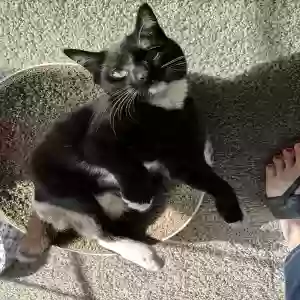 lost female cat chloe