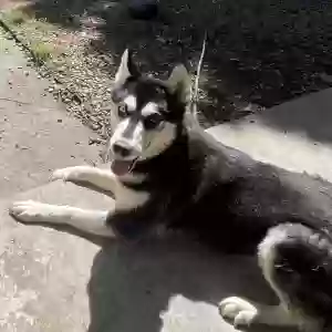 lost female dog trubel