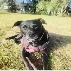 lost female dog prudence