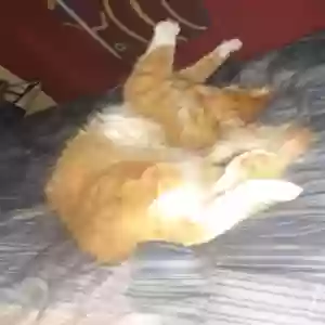 lost male cat tigger