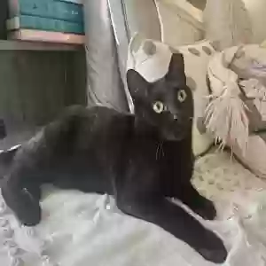 lost female cat little miss