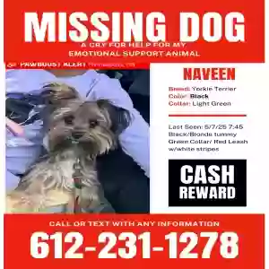 lost male dog naveen