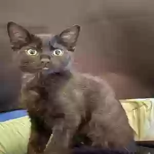 lost female cat mazikeen