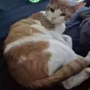 lost male cat bobo jenkins