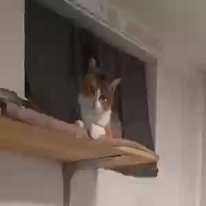 lost female cat gracey