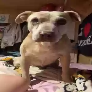 lost male dog little man