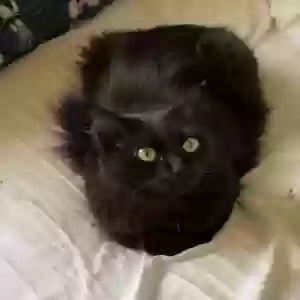lost male cat lucius