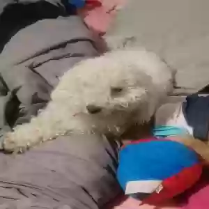 lost female dog princess
