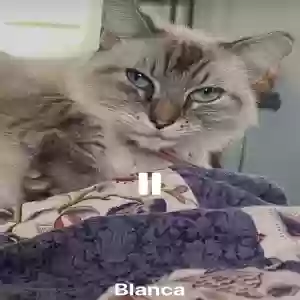 lost female cat blanca