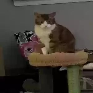 lost male cat geno