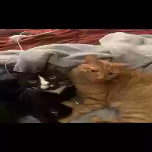 lost male cat o'malley