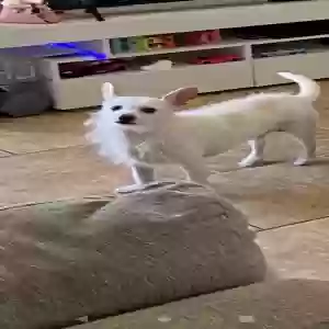 lost male dog milo