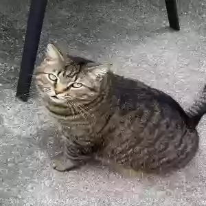lost male cat nitro