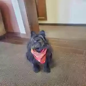 lost male dog jack