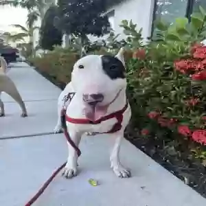 lost male dog simba