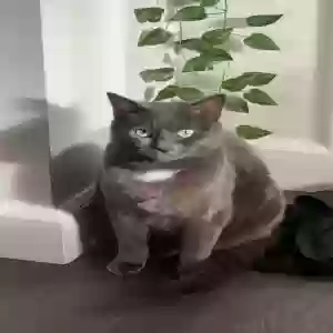 lost female cat boba