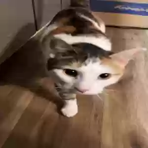lost female cat ellie