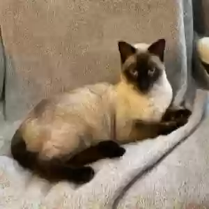 lost male cat fuzzy