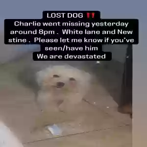 lost male dog charlie