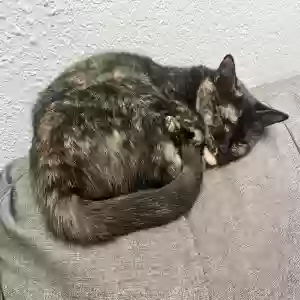 lost female cat bella