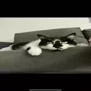 lost female cat samurai