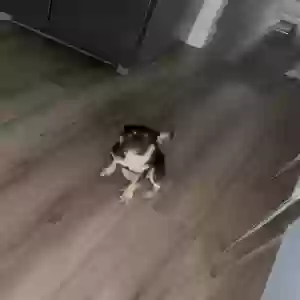 lost female dog rita