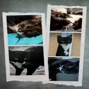 lost female cat cookie