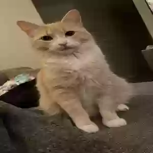 lost female cat honey
