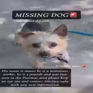 lost male dog mateo