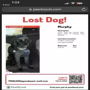 lost male dog murphy