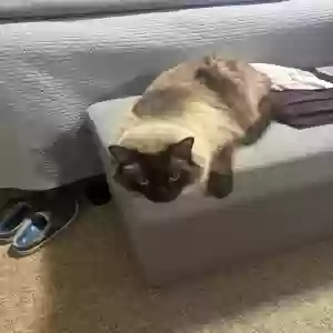 lost male cat jasper