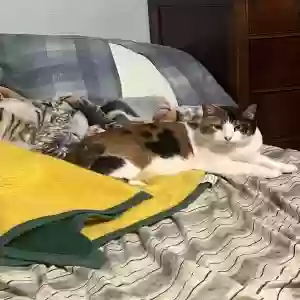 lost female cat umbra
