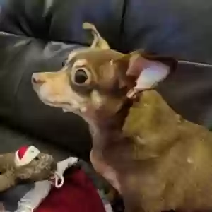 lost female dog isabel
