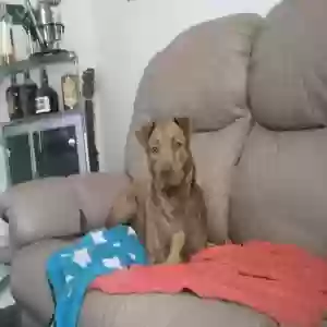 lost female dog scrappy