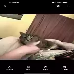 lost female cat flora