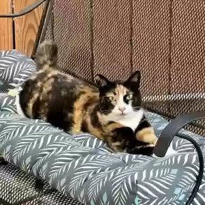 lost female cat maude