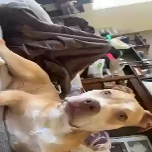 lost male dog papas herbert