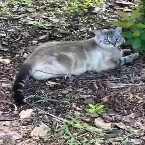 lost female cat cookie