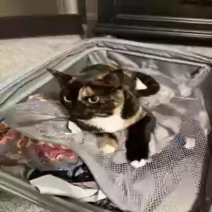 lost female cat katniss
