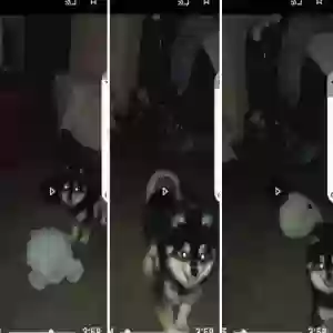 lost female dog missy