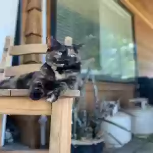 lost female cat marble