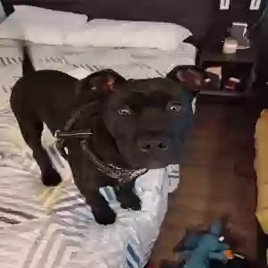 lost male dog scrappy