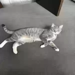 lost male cat wilson (willy)
