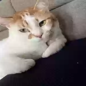 lost male cat hurrem