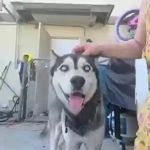 found male dog unknown