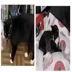 lost male cat spike and willow