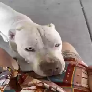 found male dog unknown
