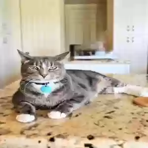 lost male cat soba