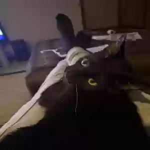 lost male cat james