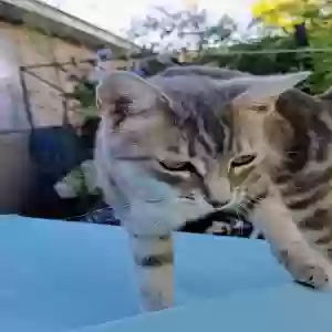 lost female cat meh